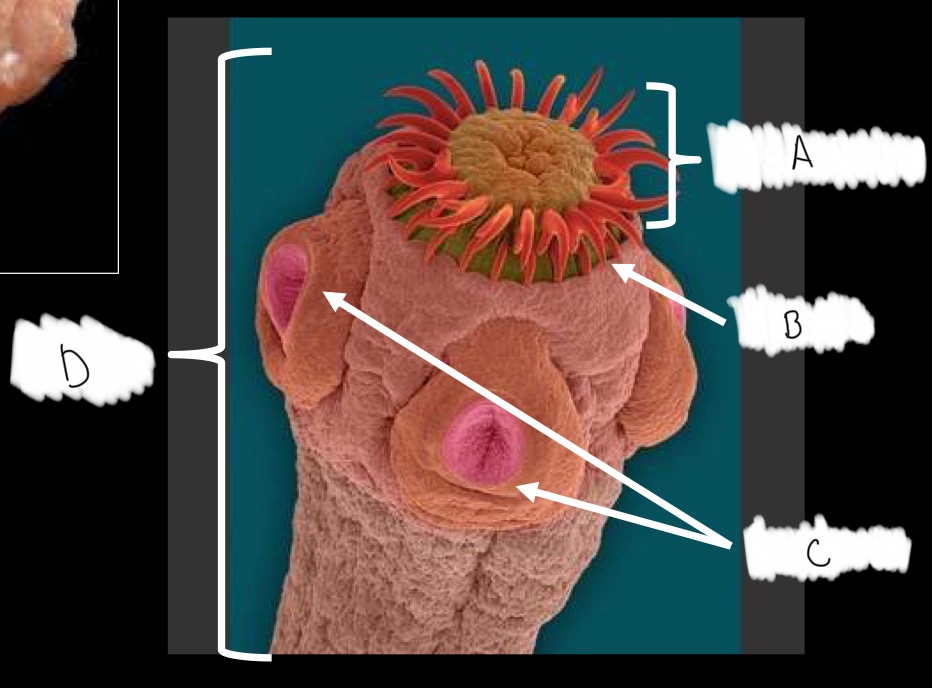 <p>What phyla and class does this organism belong to? Identify the parts that correspond to each letter.</p>