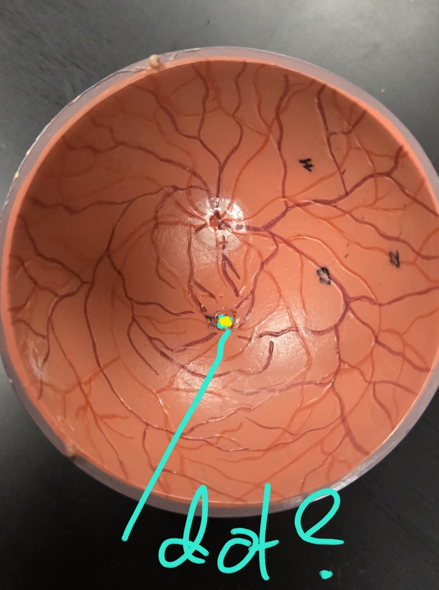 <p>Anatomy of the eye: Tunics</p>
