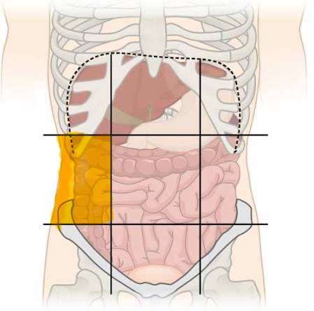 <p>gallbladder, liver, right colon</p>