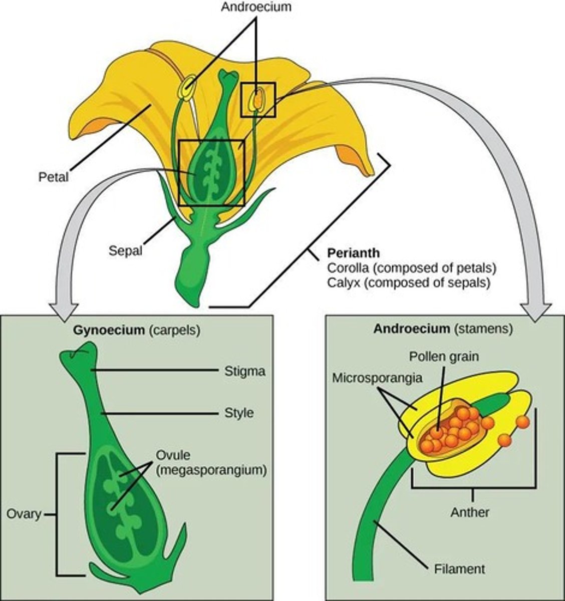 <p>Angiosperms are flowering plants that have evolved to dominate most terrestrial ecosystems.</p>