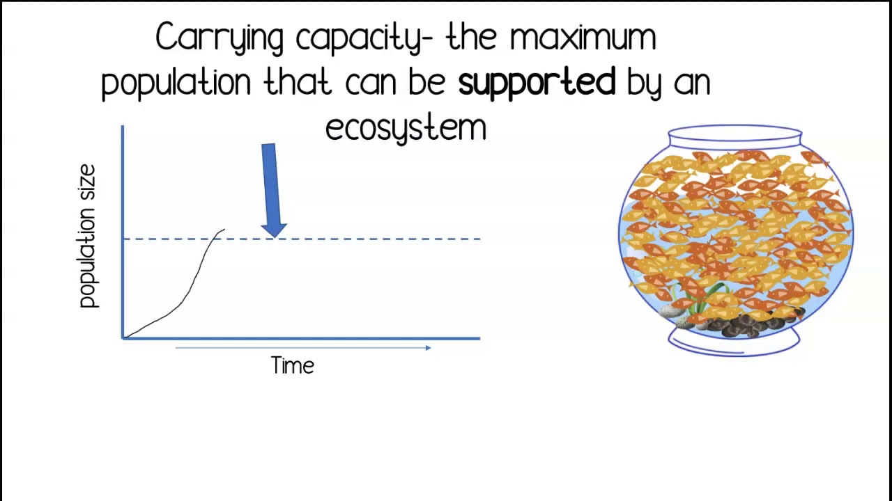 <p><strong>Carrying Capacity</strong></p>