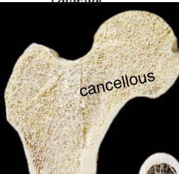 <p>Dense layers of lamellar bone</p>