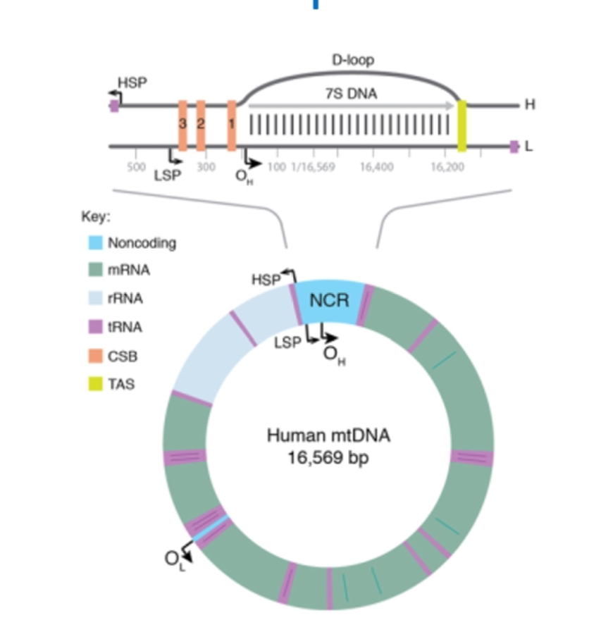 <p>When newly synthesised heavy strand replication reaches OL, a stem loop prevents mtSSBP binding, POLRMT generates primer, POLγ synthesises the light strand.</p>