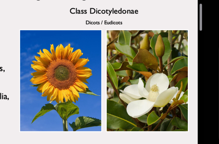 <p>two embryonic leaves</p><p>includes non-woody dicots like sunflowers (Helianthus), dandelions, chrysanthemums, and cabbage</p><p>woody dicots like magnolia, apple trees, maple trees, and macademia trees </p>