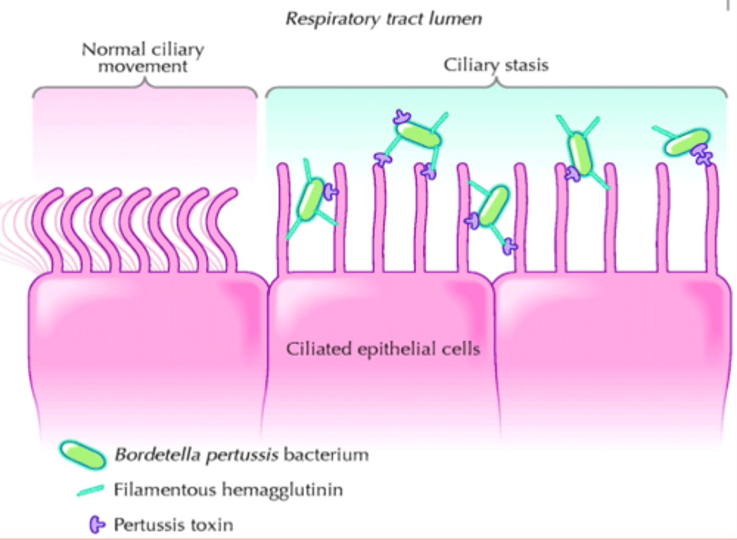 <p>Lines the surface of organs</p><p>Some have cilia (hair like) on top of the surfaces of the cell</p><p>move substances along the surface of the tissue.</p><p>lining of airways contains lots of ciliated epithelial cells, helping move mucus up the throat so it can be swallowed and not reaching the lungs</p>