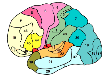 <p>D<span>ifferent regions of cortex have been demarcated by histological examination of the cellular micro-anatomy aka cytoarchitectonic maps (~50 regions)</span></p>