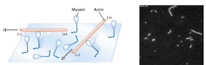 <ul><li><p>in vitro motility assay</p></li><li><p>mysoin is bound to substrate (immobilized) → watch how fluorescence labeled actin filaments are displaced </p></li></ul><p></p>