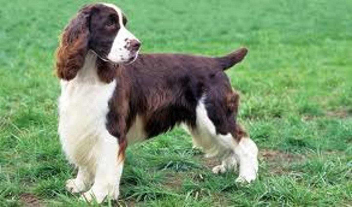 <p>Sporting group, 19-20 in, gun dog</p>