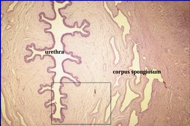 <p>Equine penis. </p><p>The penile urethra and the corpus spongiosum penis are shown.</p>