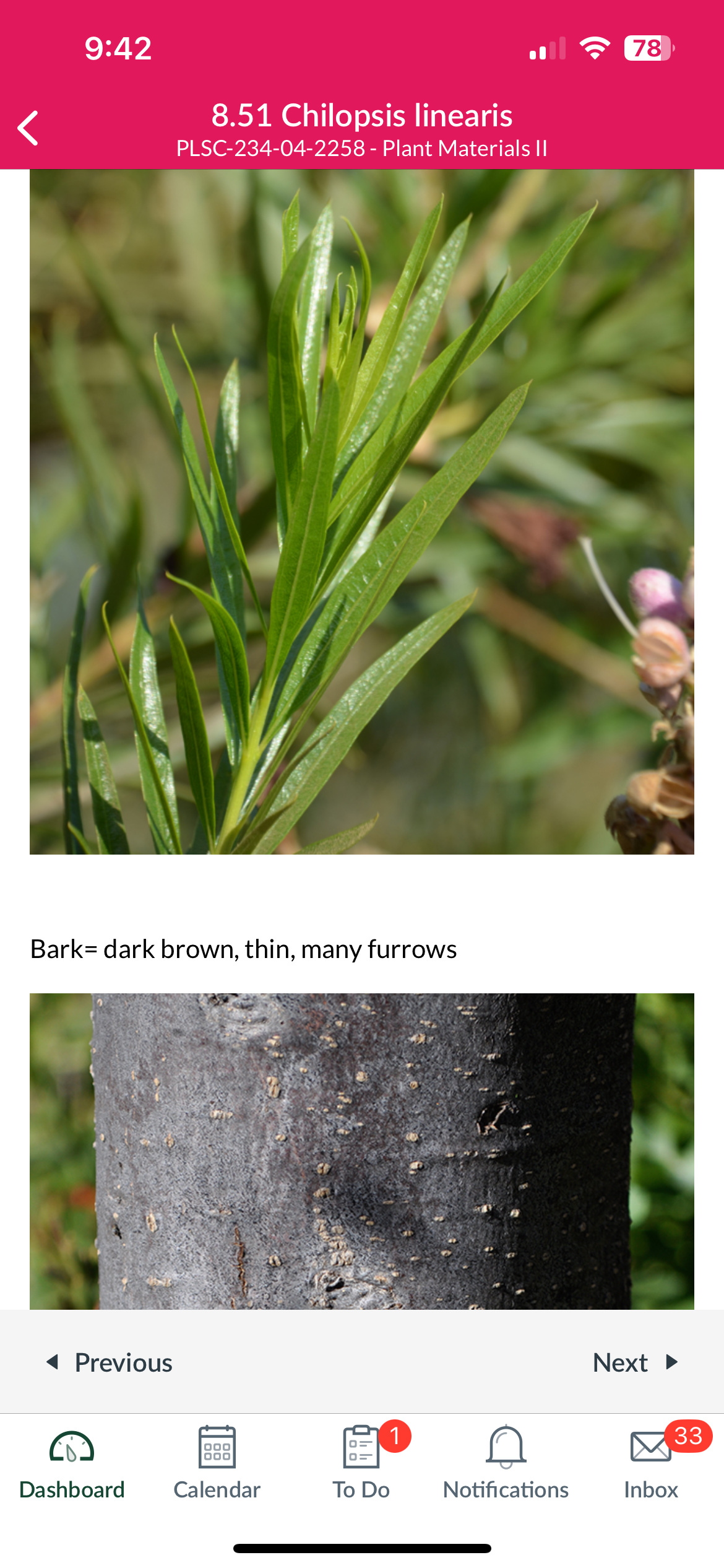 <p>Desert willow</p>