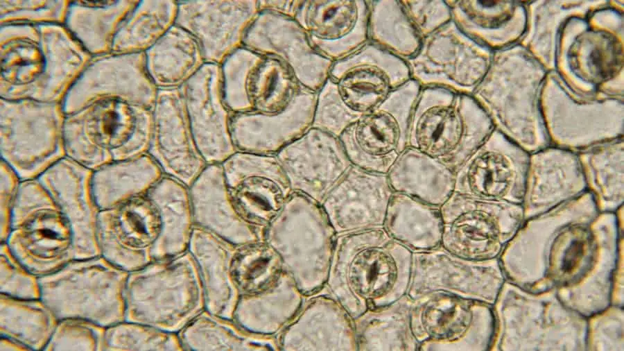 <p>microscopic pore on the surface (epidermis) of land plants</p>