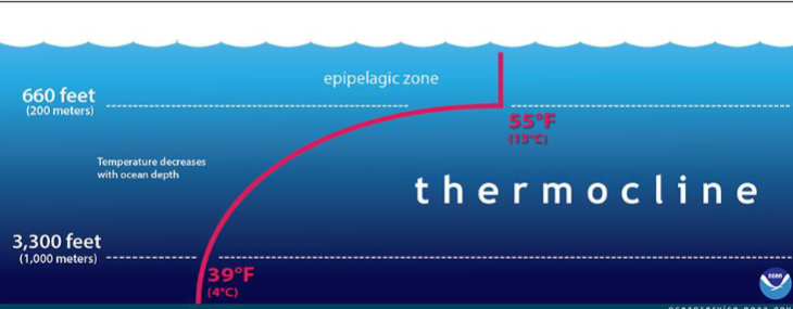 <p>Thermocline</p>