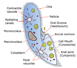 <p><span>Ciliates</span></p>