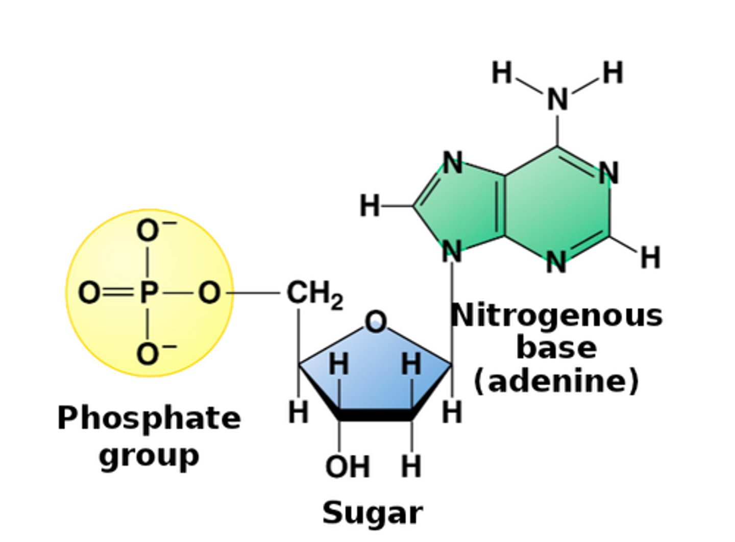 <p>nitrogen base</p><p>-purines, pyrimidines</p><p>pentose sugar</p><p>-ribose in RNA</p><p>-deoxyribose in DNA</p><p>phosphate (PO4) group</p>