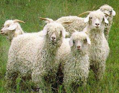 <p>What breed is this?</p>