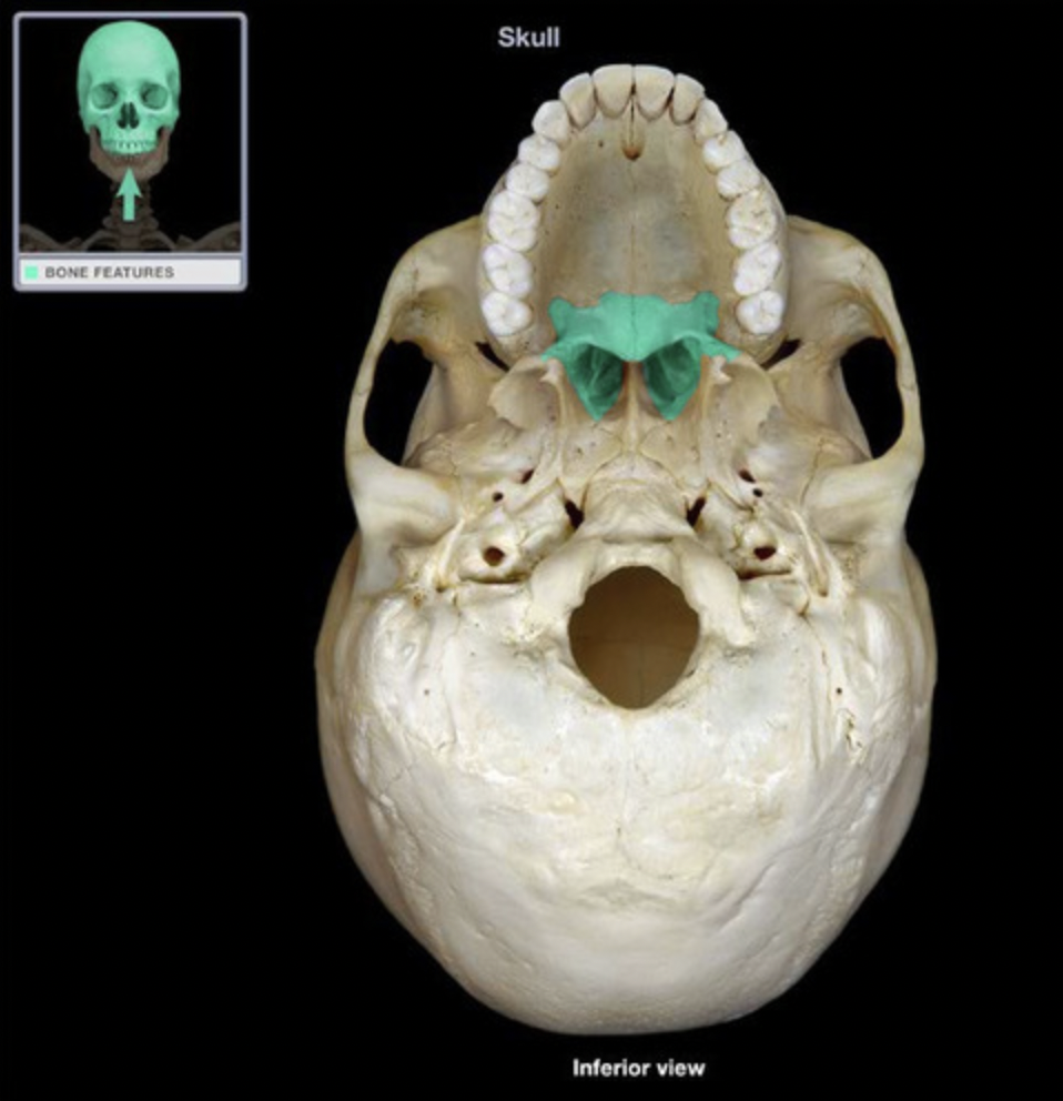 <p>posterior nasal spine, horizontal plate</p>