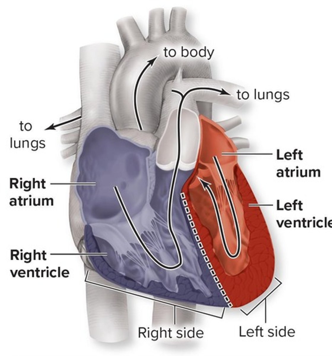 <p>Right atrium, right ventricle, left atrium, left ventricle.</p>