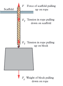 <p>Tension equals weight (Fₜ = Fᵍ) because net force is zero. The rope pulls up with the same magnitude as gravity pulls down. </p>