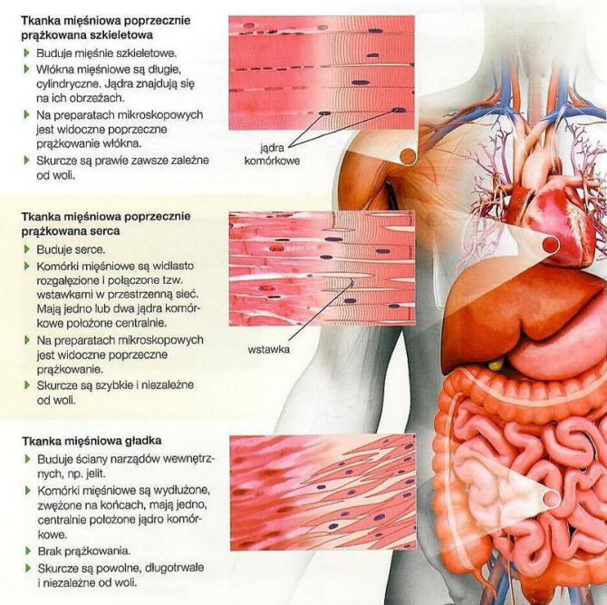 <p>Tkanka mięśniowa odpowiada za ruch i transport (np. w jelitach).</p><p>Dzieli się na tkankę mięśniową poprzecznie prążkowaną szkieletową, tkankę mięśniową poprzecznie prążkowaną serca i tkankę mięśniową gładką.</p>