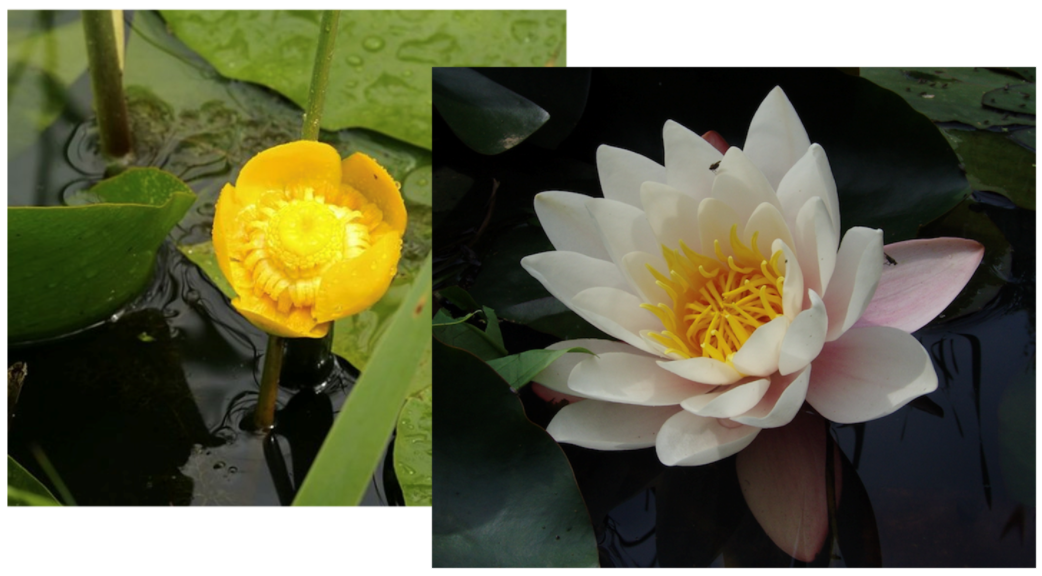 <ul><li><p>waterplanten</p></li><li><p>bloemen alleenstaand</p></li><li><p>bloemen tweeslachtig</p></li></ul>