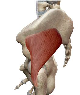 <p>Petit glutéal</p>