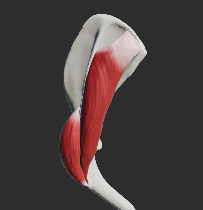 <p></p><p>má dvě části : 1) pars acromialis 2) pars scapularis </p><p>odstup:</p><p>1) <strong>pars acromialis</strong> : acromion scapulae</p><p>2) <strong>pars scapularis </strong>: angulus caudalis scapulae, spina scapulae </p><p>úpon: tuberositas deltoidea humeri , fascia brachii</p><p>fce: flexe v articulatio humeri, u Car i napomáhá abdukci a rotaci hrudní končetiny</p>