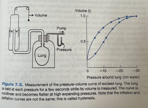 <ul><li><p><span>When the pressure within the jar is reduced below atmospheric pressure, the lung expands</span></p><ul><li><p><span>Change in volume can be measured with a spirometer</span></p></li><li><p><span>Pressure held at each level for a few seconds allowing the lung to come to rest</span></p></li><li><p><span>Allows the pressure-volume curve of the lung to be plotted</span></p></li></ul></li><li><p><span>Expanding pressure around the lung is developed by an increase in volume of the chest cage</span></p></li><li><p><span>Lung volume at any given pressure during deflation is larger than is that during inflation</span></p></li><li><p><span>The lung without any expanding pressure has some air inside of it</span></p><ul><li><p><span>Even if the pressure around the lung is raised above atmospheric pressure, little further air is lost because small airways close, trapping gas in the alveoli</span></p><ul><li><p><span>Airway closure occurs at higher lung volumes with increasing age and also in some types of lung disease (emphysema)</span></p></li></ul></li></ul></li></ul><p></p>