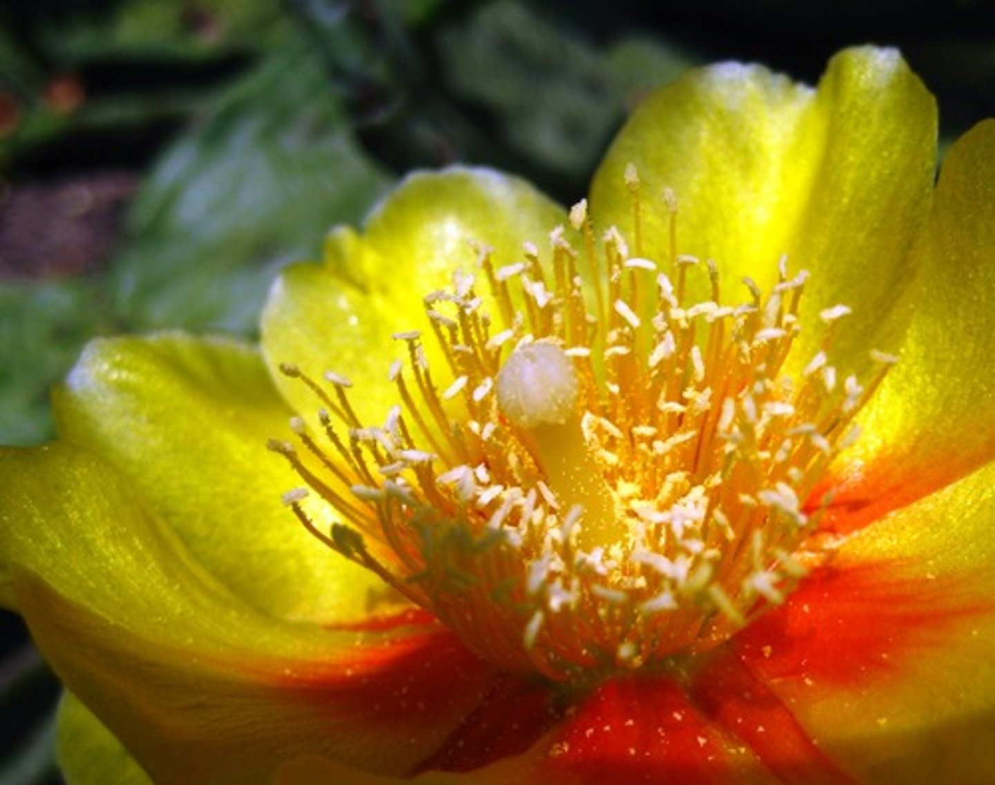 <p>what type of flower is this? (complete or incomplete)</p>