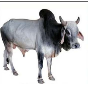 <p>Tharparkar</p>