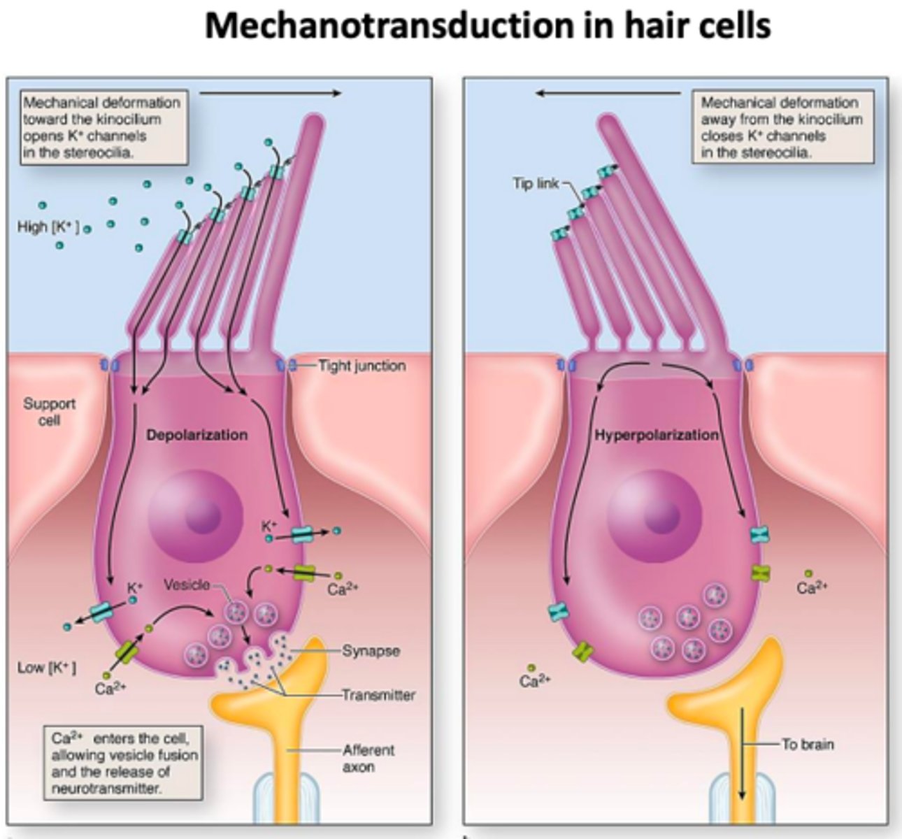 <p>receptors that respond to PHYSICALLY pulled open &amp; closed ion channels in the membrane by movement of the hair follicle itself via pressure, touch, etc.</p><ul><li><p>differ in morphology, location in skin, rate of response adaptation, frequency selectivity, spatial receptive field, and perceptual task (fine details, skin stretching)</p></li></ul>