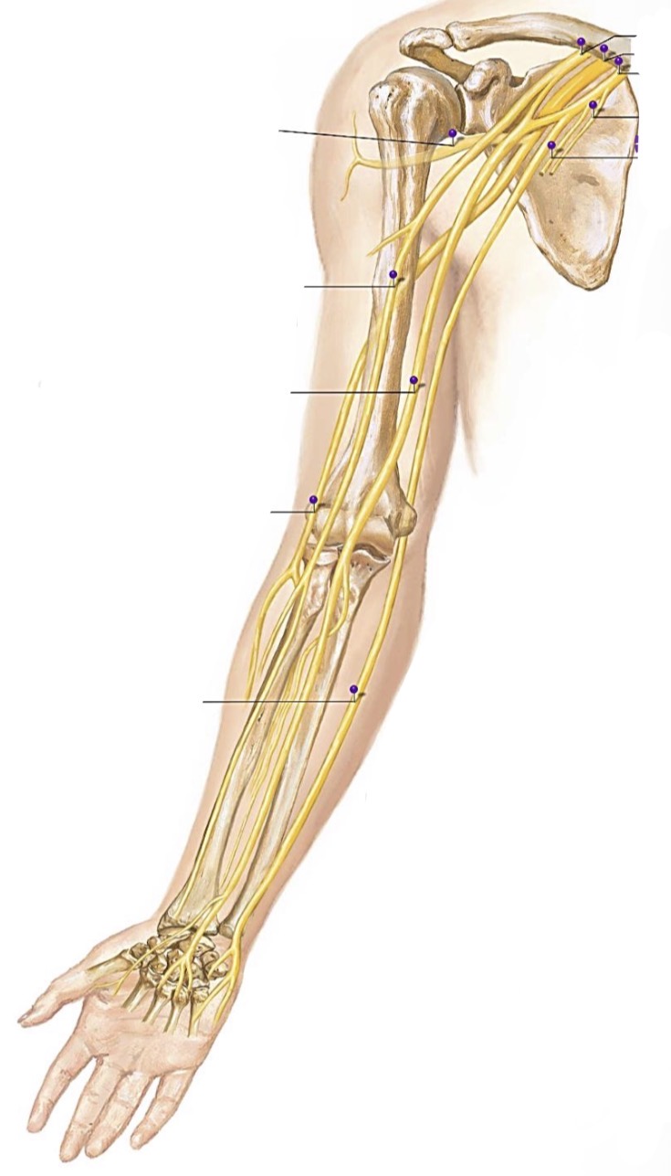 <p>Kokie hra ilgieji petinio rezginio nervai? Parodyti paveiksle</p>