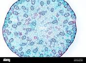 Be able to locate… vascular bundles, primary xylem, primary phloem, sclerenchyma, parenchyma, and epidermis
