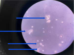 <p>What is this?</p>