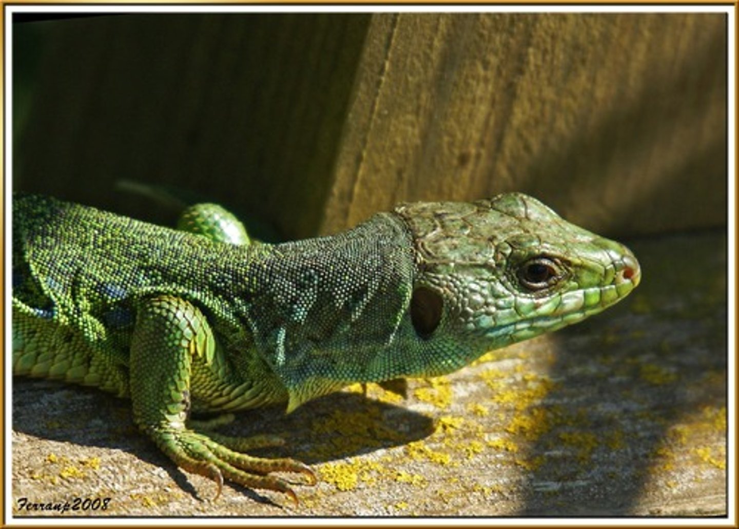 <p>lizard</p>