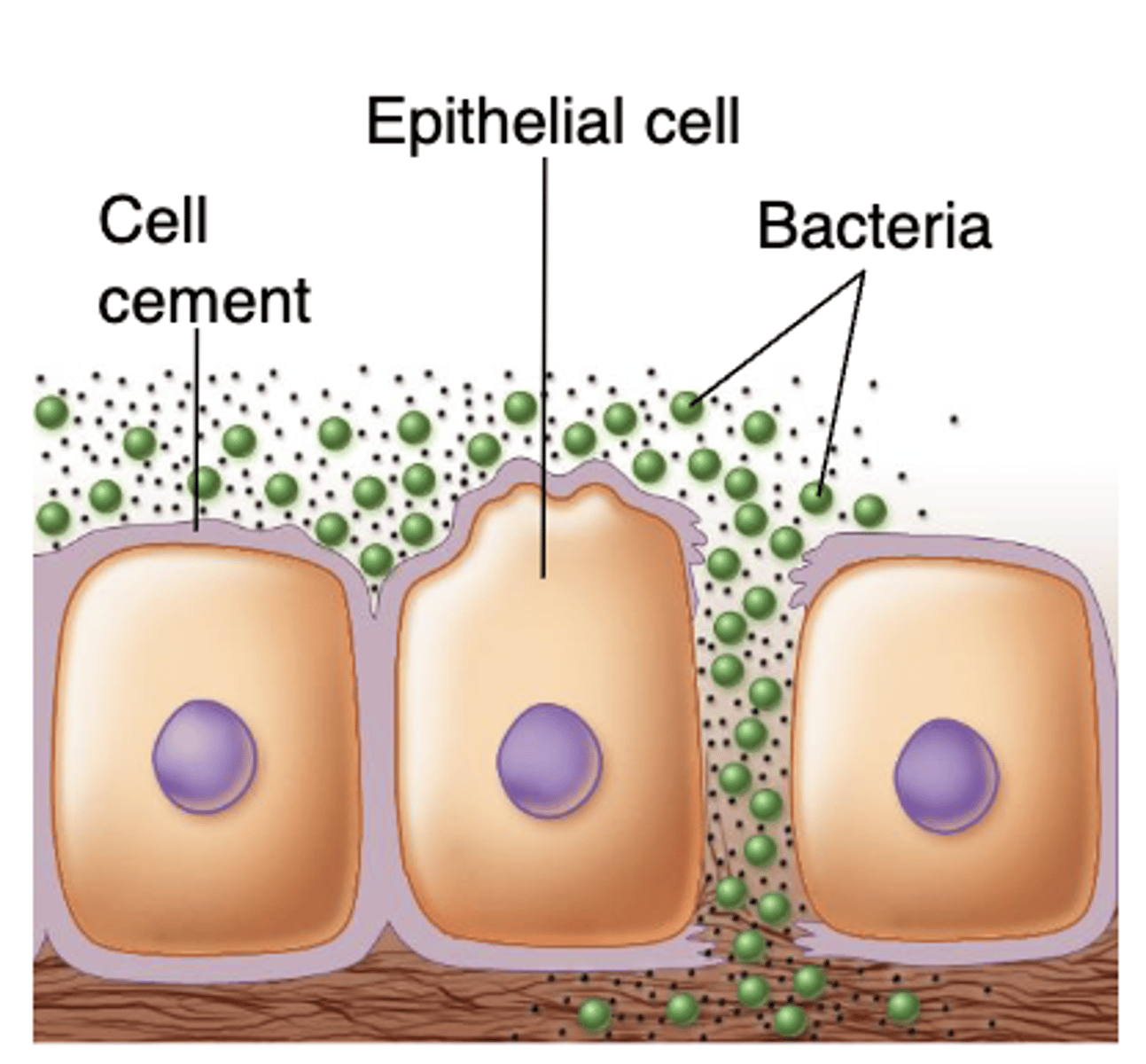 <p>extracellular</p><p>enzymes; secreted</p><p>by a cell and functions outside that cell</p>