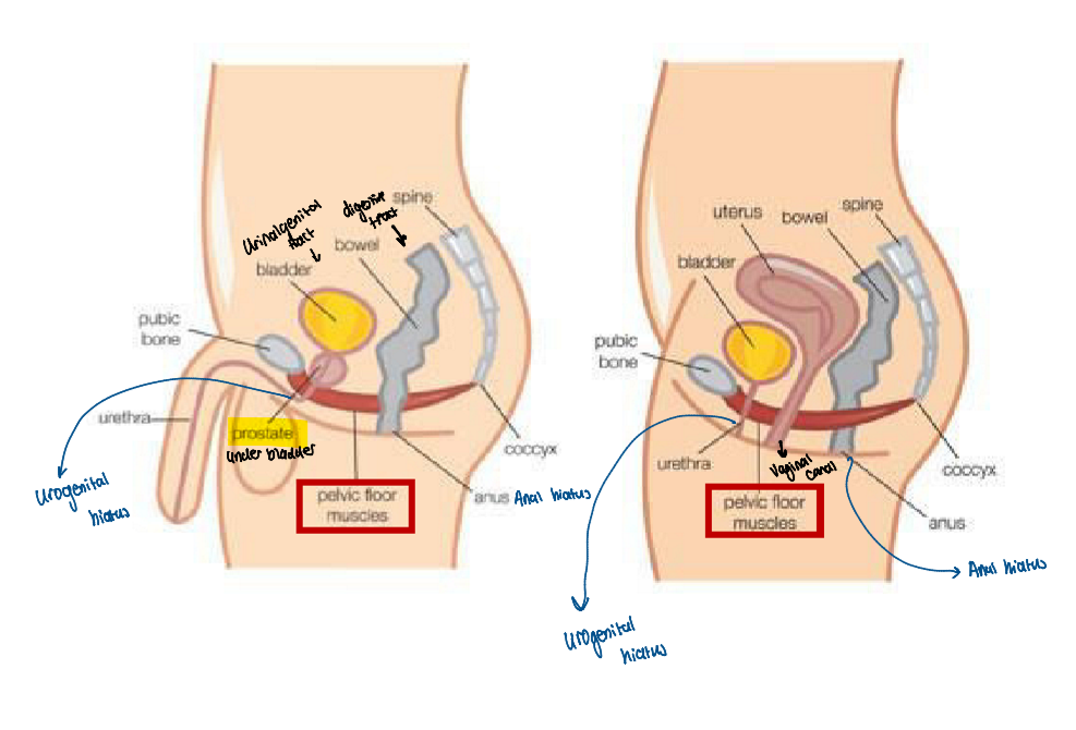<p>Males → opening for bladder(urogenital), digestive tract/ bowl </p><p>Females → bladder, digestive tract and vaginal opening </p>
