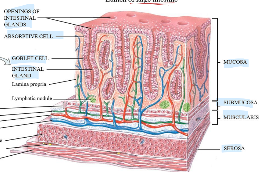 <p>Microvilli, absorptive cell (water), goblet cell (mucus secretion), intestinal gland, and openings</p>