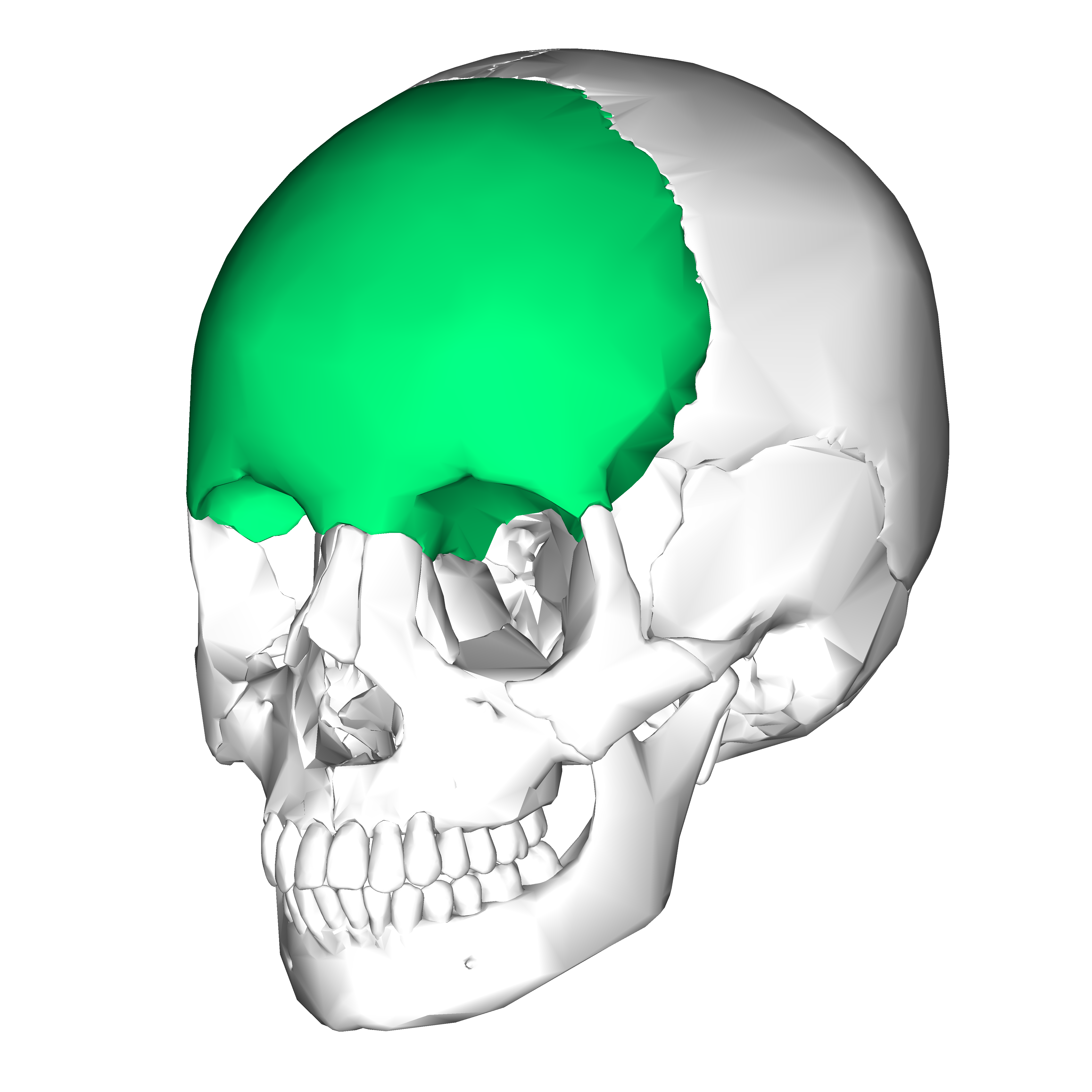 Skull Cranial Bones Flashcards Knowt