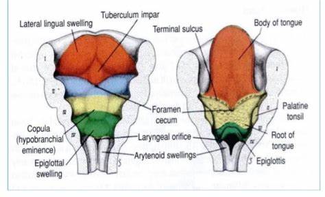 <p>5th week<br><br>lateral lingual swellings, tubercular impar, copula (fuse together)</p>