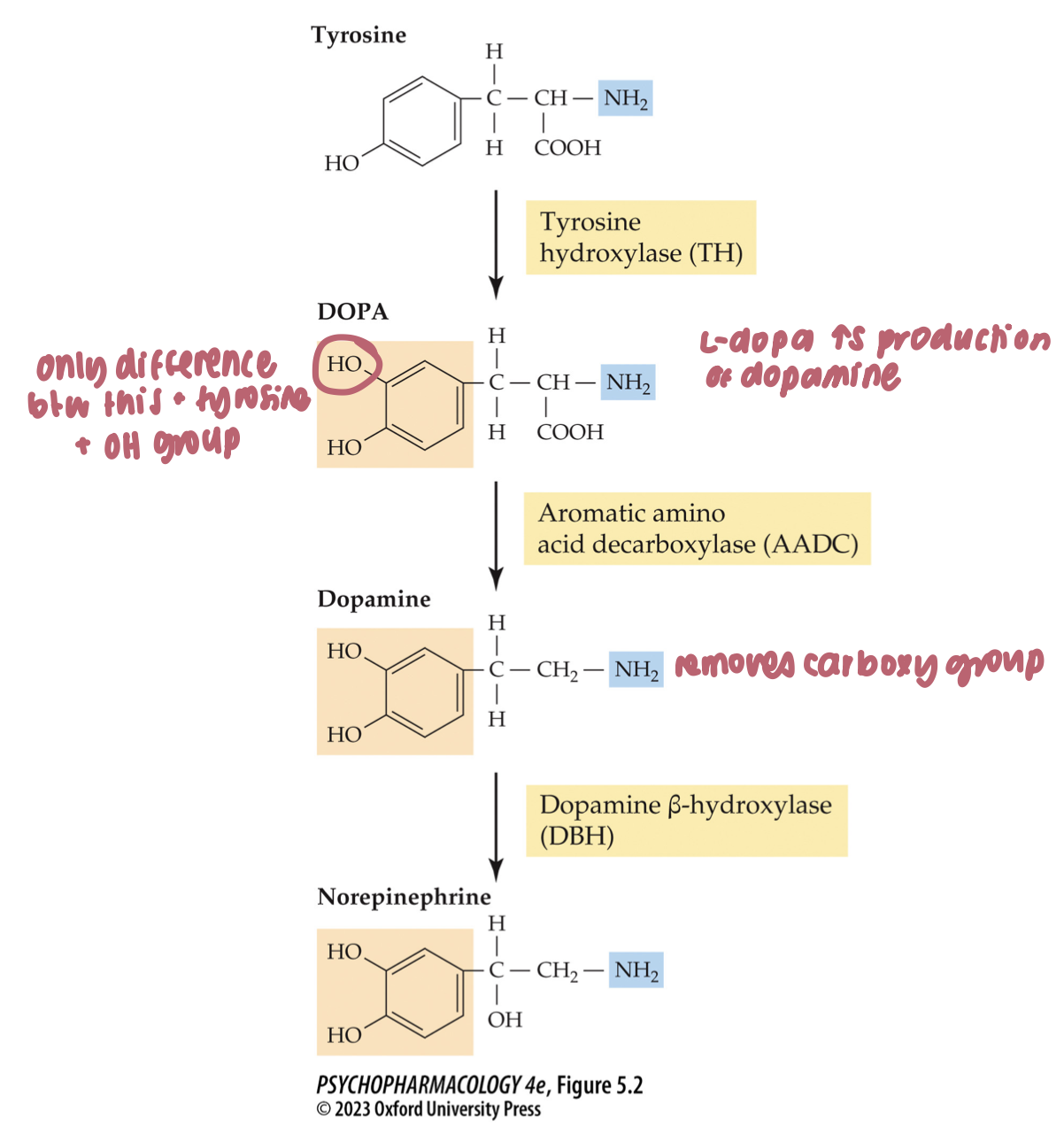 <ul><li><p>synthesized by a multistep pathway in which <strong>tyrosine hydroxylase</strong> catalyzes the rate-limiting step</p></li><li><p><strong>tyrosine → dopa → dopamine → norepinephrine</strong></p></li><li><p>enzymes: tyrosine hydroxylase → aromatic amino acid decarboxylase (AADC) → dopamine ß-hydroxylase </p></li></ul><p></p>