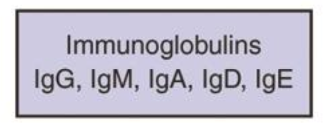 <ol><li><p>Neutralize bacteria or bacterial toxins</p></li><li><p>coat bacteria to facilitate phagocytosis</p></li><li><p>Activate complement system.  </p></li></ol><p></p>