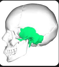 <p>bone located on the sides of the skull that encases the temporal lobe of the brain and contains structures related to hearing and balance. </p>