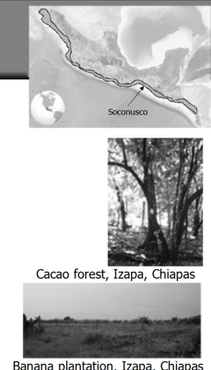 <p> Hot, humid, tropical plains, mangrove forests, river valleys</p><p> Pacific Coastal Chiapas is known as the Soconusco (from the Aztec province of Xoconochco)</p><p> Defined to the west/north by the Sierra Madre Occidental</p><p> Distinct rainy-season dry-season climate</p><p> Huge cacao production from ancient to modern times</p><p> Important coastal trade and migration route</p><p> Tropical forest and coastal fauna, similar to Gulf Coast&nbsp;</p><p>Includes soconusco:&nbsp;</p>