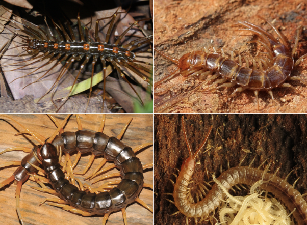 <p>Class Chilopoda (Under Subphylum Myriopoda)</p>