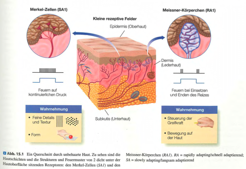 <p class=""><strong>Kurzfassung:</strong><br>Die Haut ist das grösste sichtbare Organ des Körpers. Sie schützt, warnt vor Gefahren und ermöglicht durch Mechanorezeptoren die Wahrnehmung mechanischer Reize wie Druck und Vibration.</p><p class=""></p><p class=""><strong>Langfassung:</strong></p><ul><li><p class=""><strong>Funktion und Bedeutung:</strong></p><ul><li><p class="">Die Haut ist die „monumentale Fassade“ des Körpers (Comel, 1953) und beim Menschen <strong>sichtbar</strong>, da kein Fell sie bedeckt.</p></li><li><p class="">Sie ist das <strong>grösste Organ</strong> des Körpers und erfüllt drei Hauptfunktionen:</p><ol><li><p class=""><strong>Schutz</strong> vor Umweltgefahren (z. B. Bakterien, Schadstoffe, Austrocknung)</p></li><li><p class=""><strong>Barrierefunktion</strong>, um Körperflüssigkeiten zu halten</p></li><li><p class=""><strong>Warnung</strong> durch Reize wie Schmerz oder Druck</p></li></ol></li></ul></li></ul><p class=""></p><ul><li><p class=""><strong>Struktur:</strong></p><ul><li><p class="">Die Haut besteht aus:</p><ul><li><p class=""><strong>Epidermis</strong> (äusserste Schicht aus toten Hautzellen)</p></li><li><p class=""><strong>Dermis</strong> (darunterliegende Schicht)</p></li><li><p class=""><strong>Subkutis</strong> (tieferes Fettgewebe)</p></li></ul></li><li><p class="">Die Epidermis kann durch z. B. Klebeband sichtbar gemacht werden (abgelöste Zellen).</p></li></ul></li></ul><p class=""></p><ul><li><p class=""><strong>Sensorische Funktion:</strong></p><ul><li><p class="">In Dermis und Subkutis befinden sich <strong>Mechanorezeptoren</strong>, die auf <strong>mechanische Reize</strong> wie Druck, Dehnung und Vibration reagieren.</p></li><li><p class="">Sie liefern essenzielle Informationen über <strong>externe Stimuli</strong> und ermöglichen so die taktile Wahrnehmung der Umwelt.</p></li></ul></li></ul><p></p>