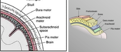 <ul><li><p>Dura Mater</p></li><li><p>Arachnoid Mater</p></li><li><p>Pia Mater</p></li></ul><p></p>