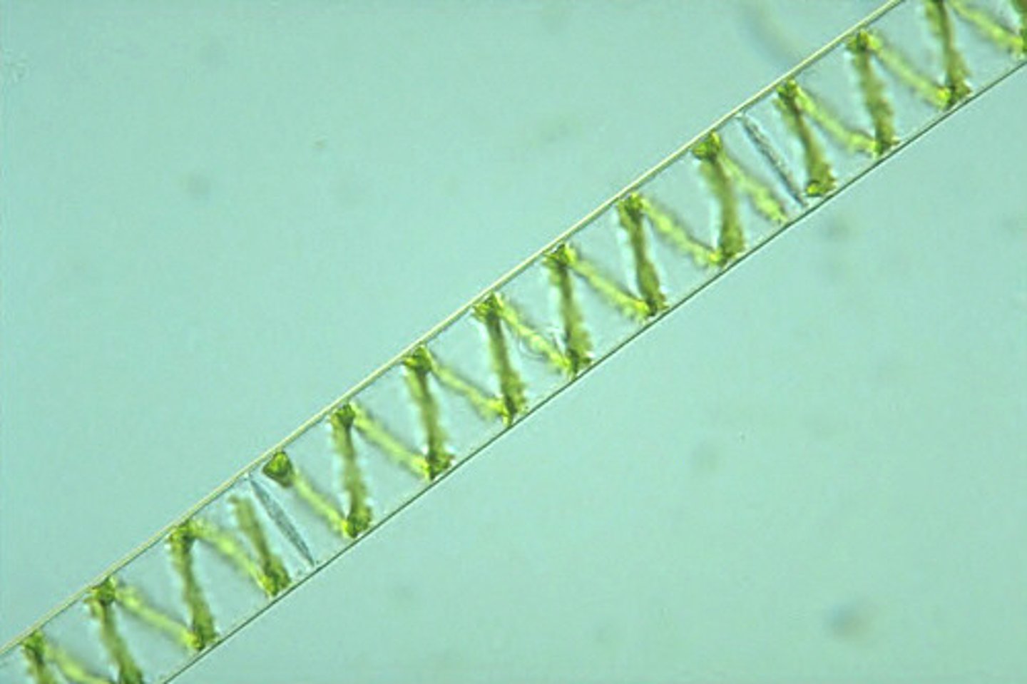 <p>Green algae also known as pond scum.</p>