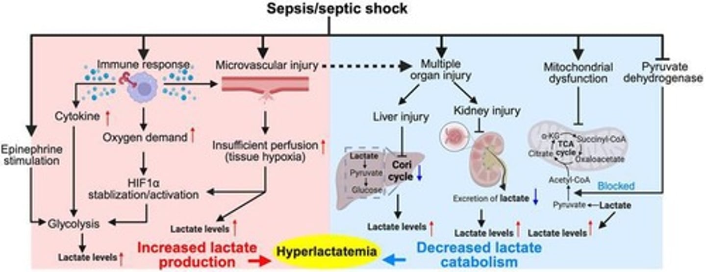 <p>An important gas in septic shock that regulates vascular tone.</p>