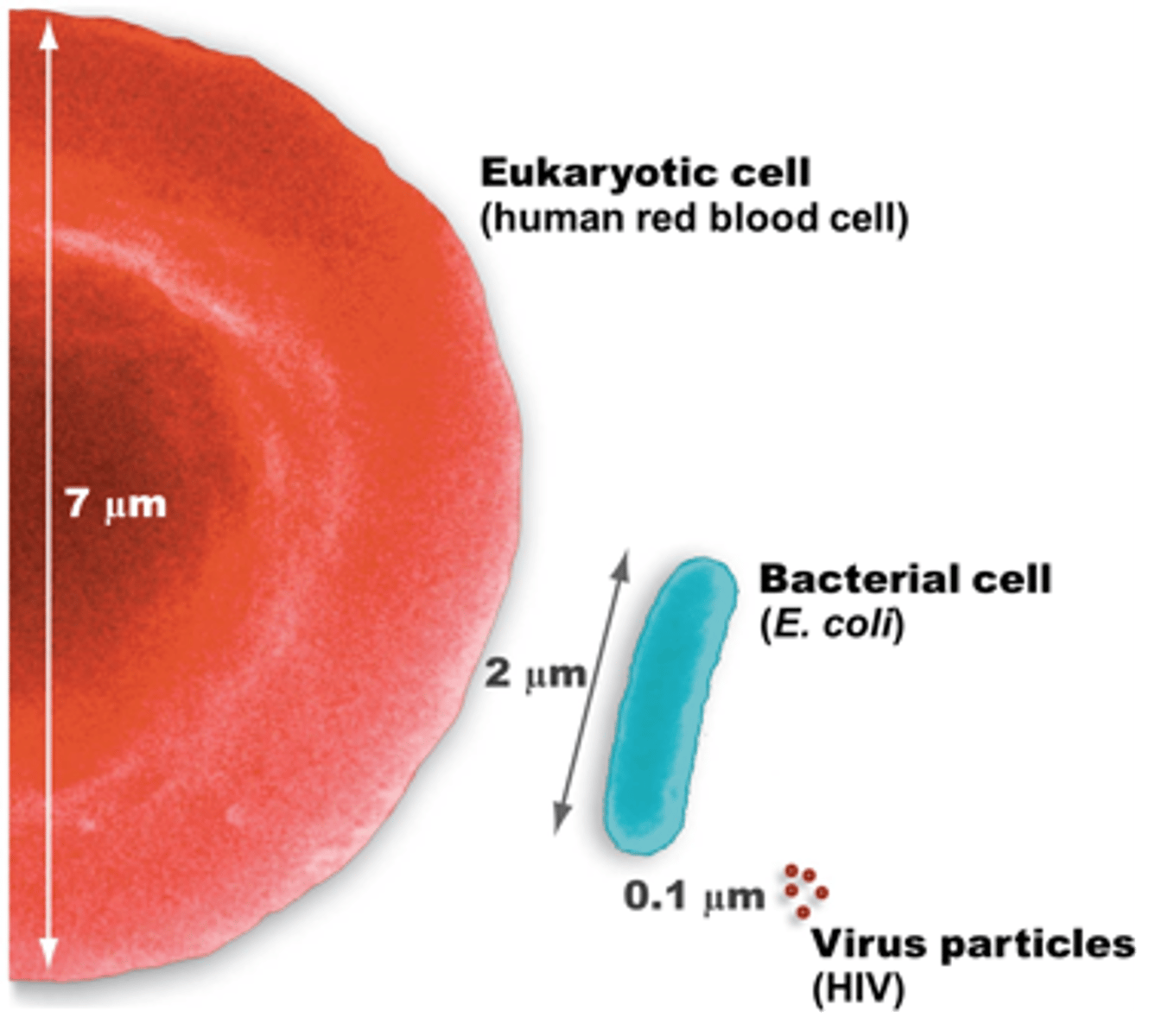 <p>10-30 nanometers (SO SMALL)</p>