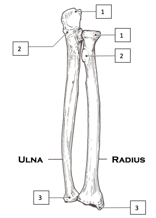 <p>Ulna and Radius</p>
